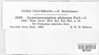 Gymnosporangium globosum image